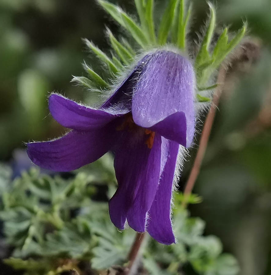 Pulsatilla turczaninovii photo